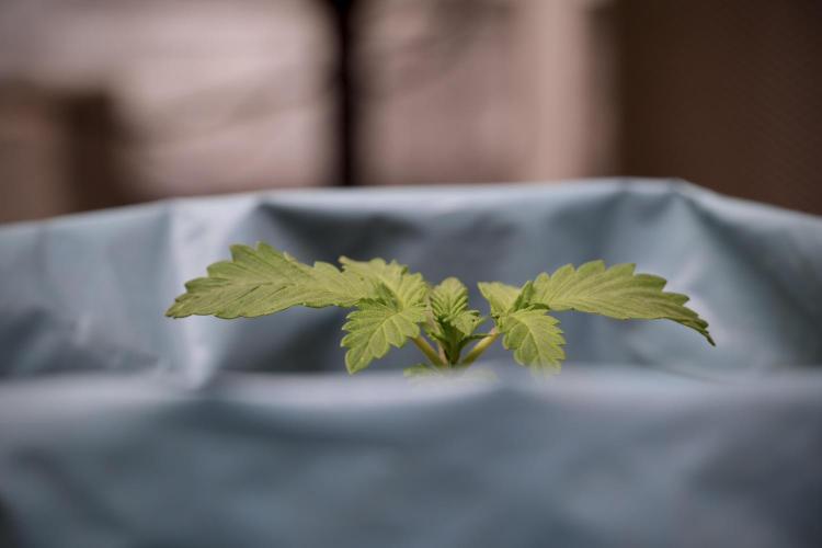 Skywalker OG Legends of the 12/12 Galaxy. Week 2 - Sky walker OG 