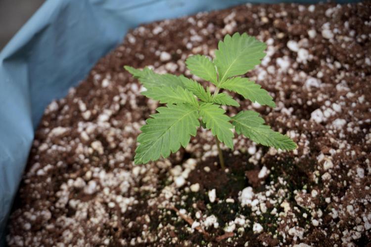 Skywalker OG Legends of the 12/12 Galaxy. Week 2 - Sky walker OG 