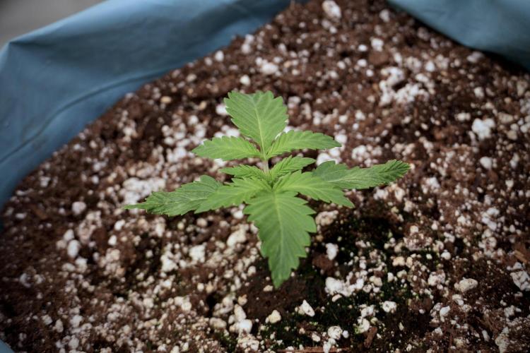 Skywalker OG Legends of the 12/12 Galaxy. Week 2 - Sky walker OG 