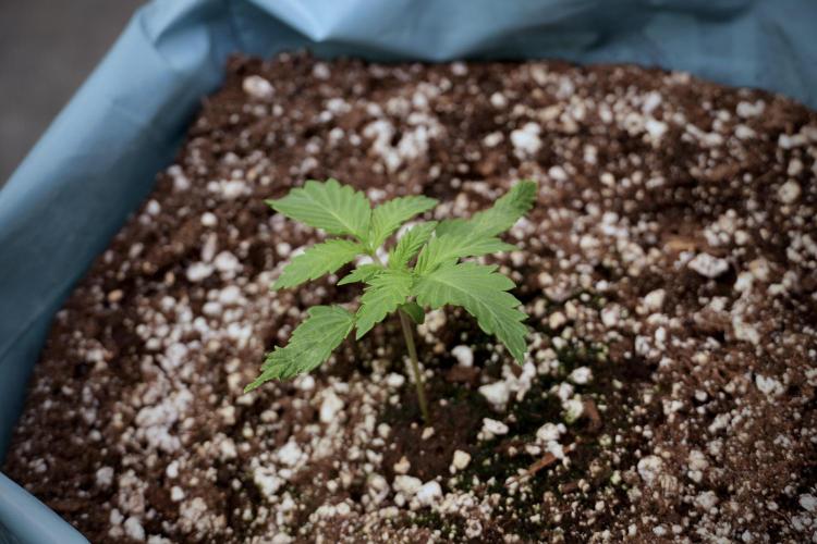 Skywalker OG Legends of the 12/12 Galaxy. Week 2 - Sky walker OG 