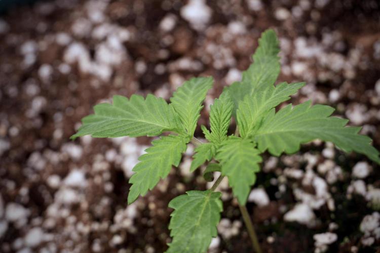 Skywalker OG Legends of the 12/12 Galaxy. Week 2 - Sky walker OG 