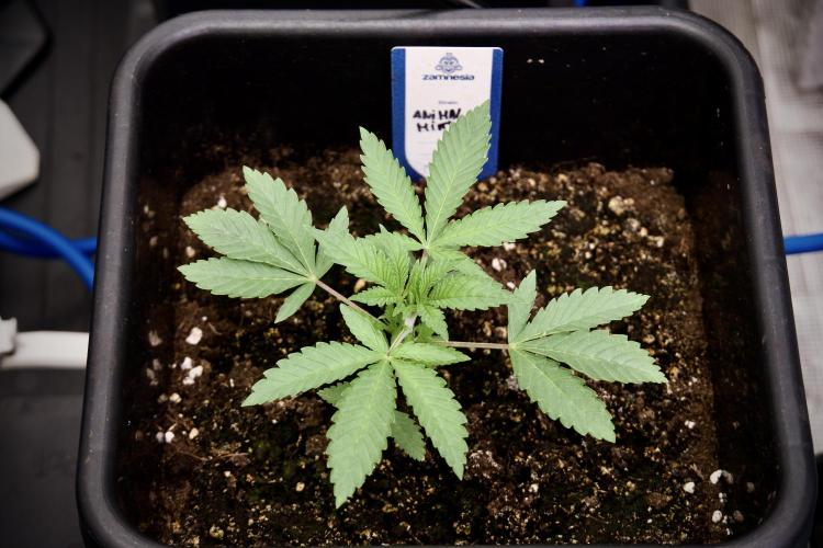 Animal Mints-Legends of the Frozen North. Week 2 - Timeline A