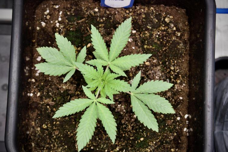 Animal Mints-Legends of the Frozen North. Week 2 - Timeline A