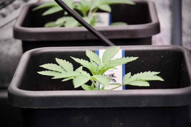 Animal Mints-Legends of the Frozen North. Week 2 - Timeline A