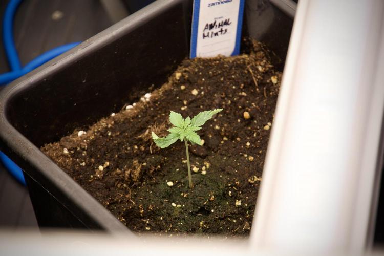 Animal Mints-Legends of the Frozen North. Week 2 - Timeline B