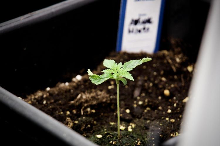 Animal Mints-Legends of the Frozen North. Week 2 - Timeline B