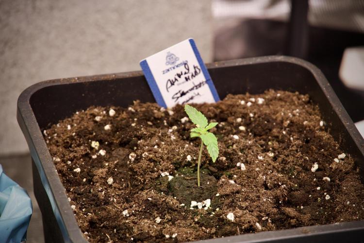 Animal Mints-Legends of the Frozen North. Week 2 - Timeline B