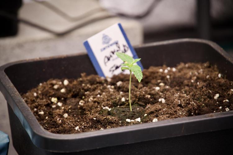 Animal Mints-Legends of the Frozen North. Week 2 - Timeline B