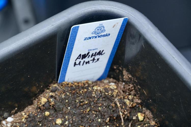 Animal Mints-Legends of the Frozen North. Week 2 - Timeline B