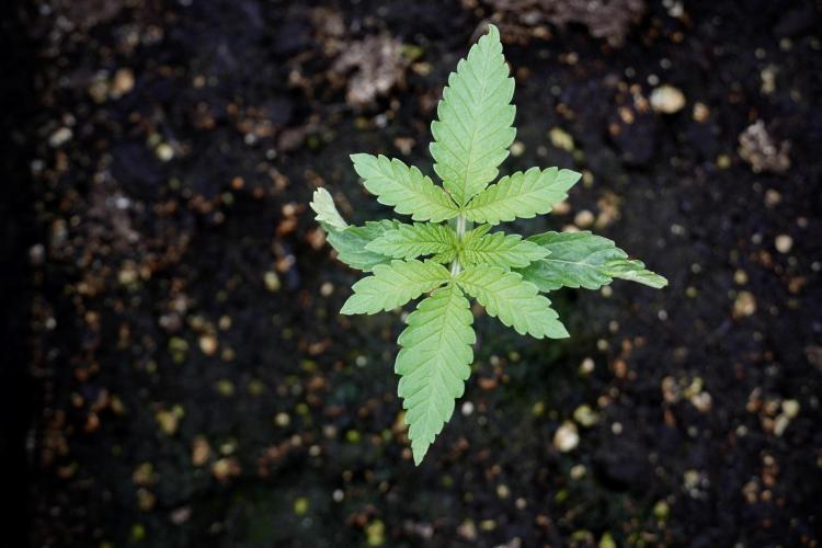 Animal Mints-Legends of the Frozen North. Week 2 - Timeline B