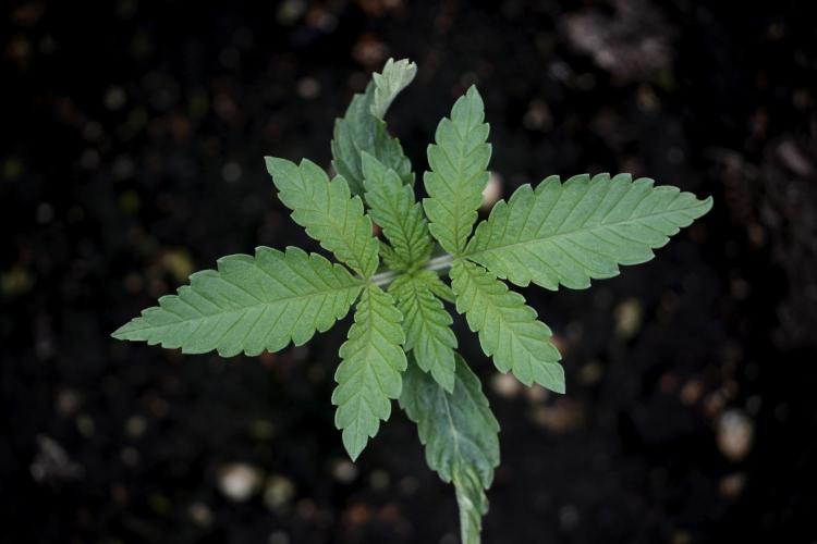 Animal Mints-Legends of the Frozen North. Week 2 - Timeline B