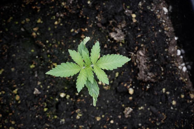 Animal Mints-Legends of the Frozen North. Week 2 - Timeline B