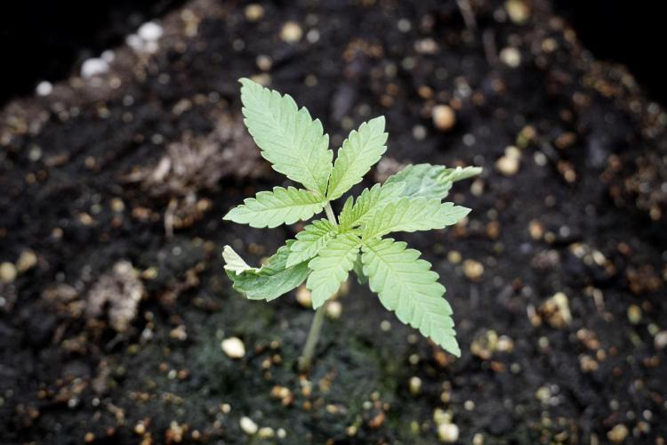 Animal Mints-Legends of the Frozen North. Week 2 - Timeline B