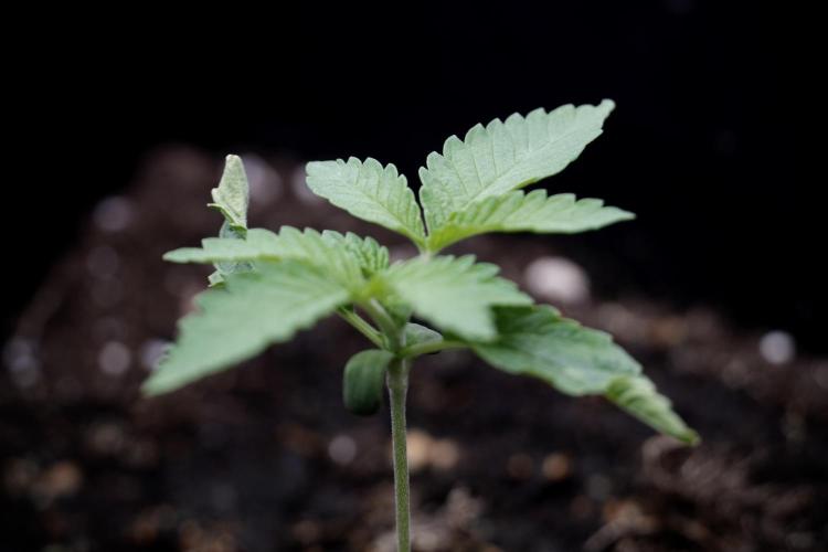 Animal Mints-Legends of the Frozen North. Week 2 - Timeline B