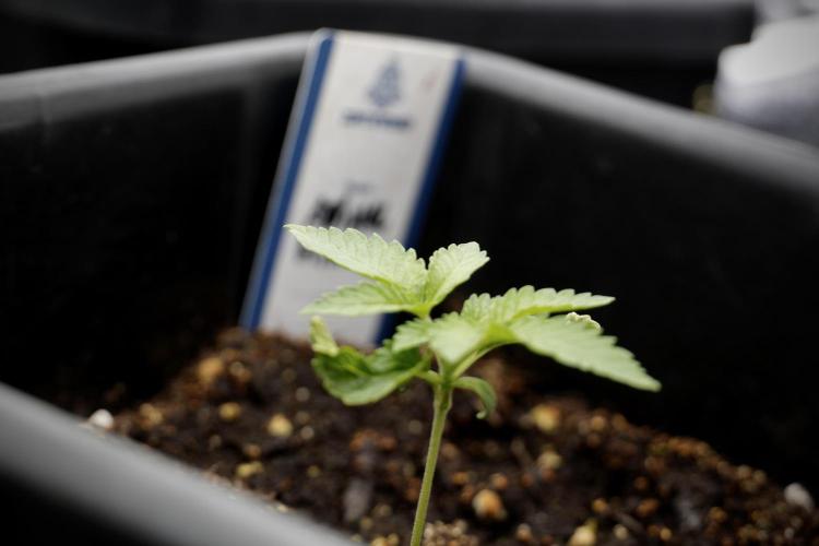 Animal Mints-Legends of the Frozen North. Week 2 - Timeline B