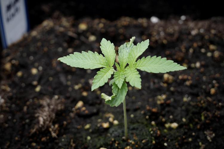 Animal Mints-Legends of the Frozen North. Week 2 - Timeline B