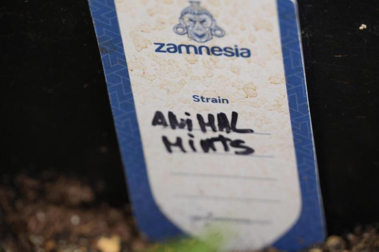 Animal Mints-Legends of the Frozen North. Week 2 - Timeline B