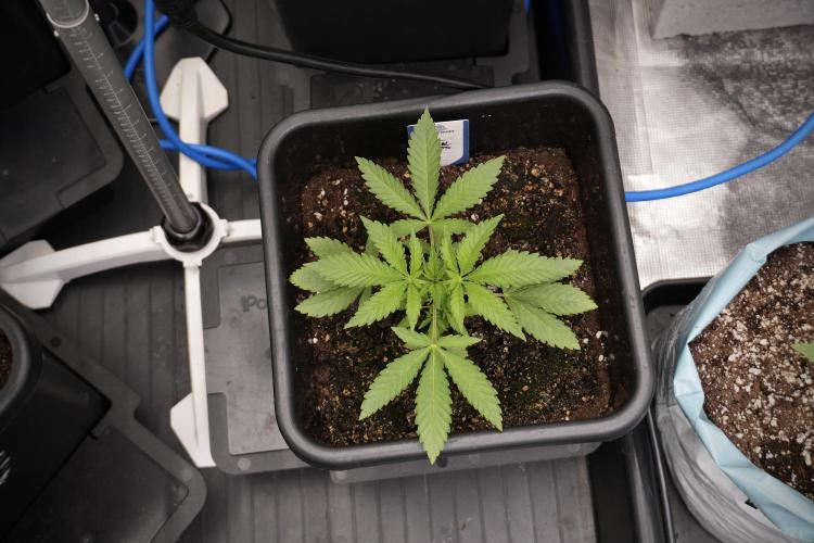 Animal Mints-Legends of the Frozen North. Week 2 - Timeline A