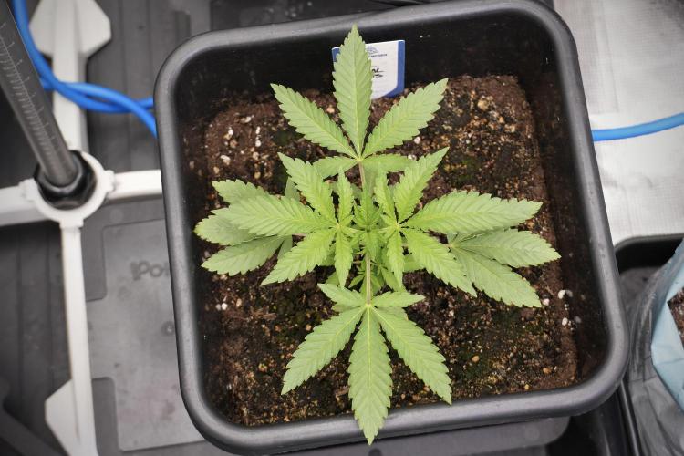 Animal Mints-Legends of the Frozen North. Week 2 - Timeline A