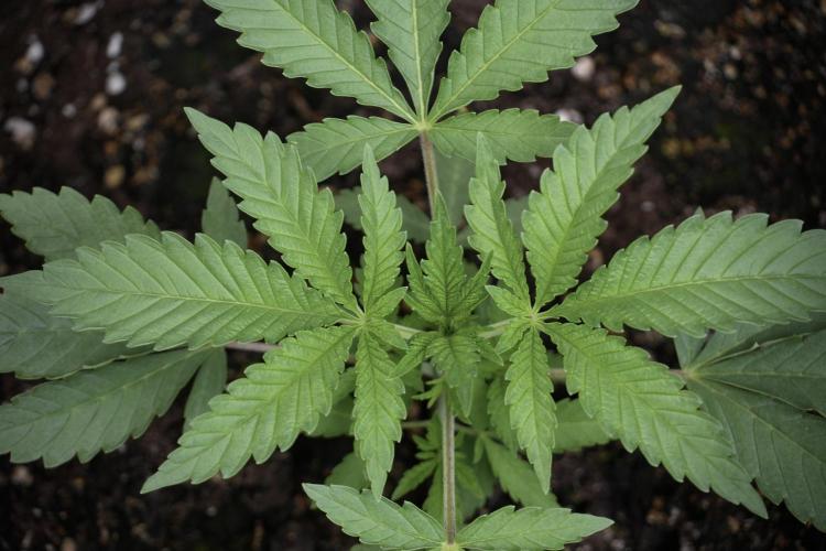 Animal Mints-Legends of the Frozen North. Week 2 - Timeline A