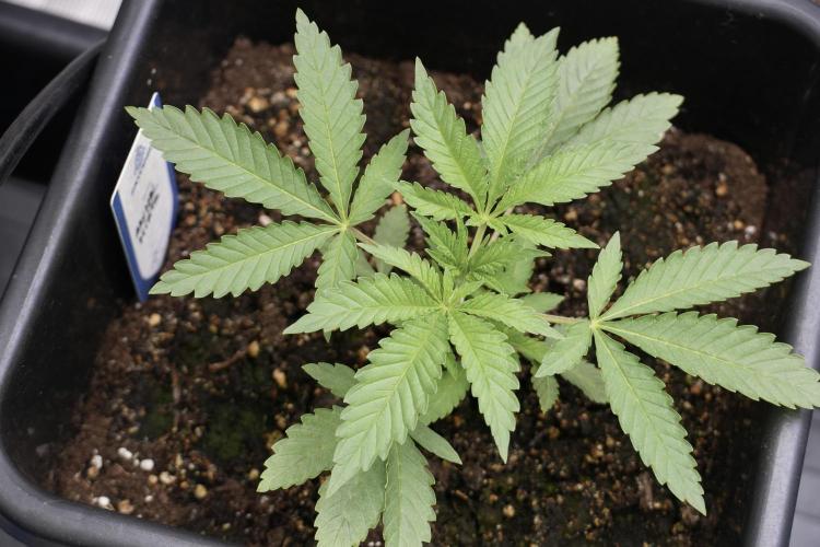 Animal Mints-Legends of the Frozen North. Week 2 - Timeline A