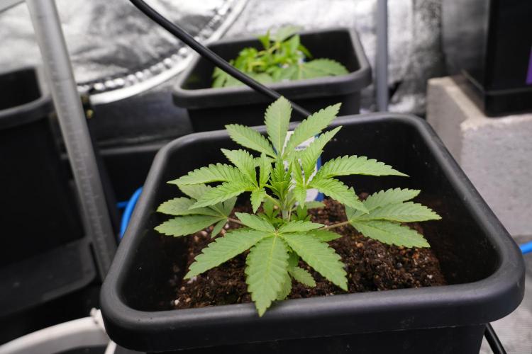 Animal Mints-Legends of the Frozen North. Week 2 - Timeline A