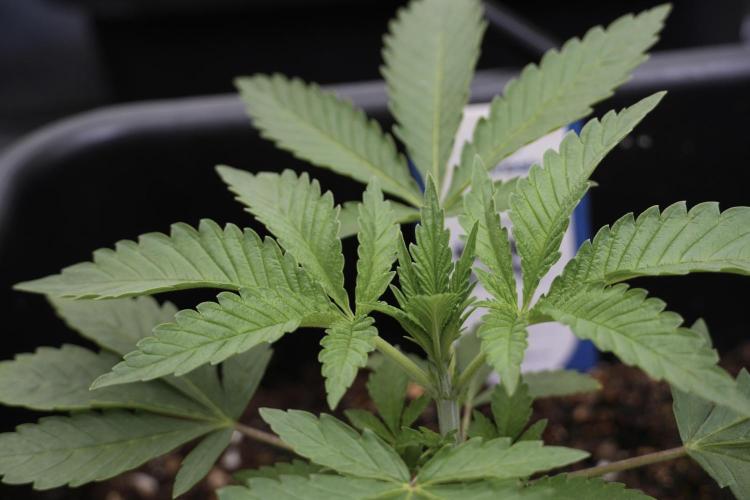 Animal Mints-Legends of the Frozen North. Week 2 - Timeline A