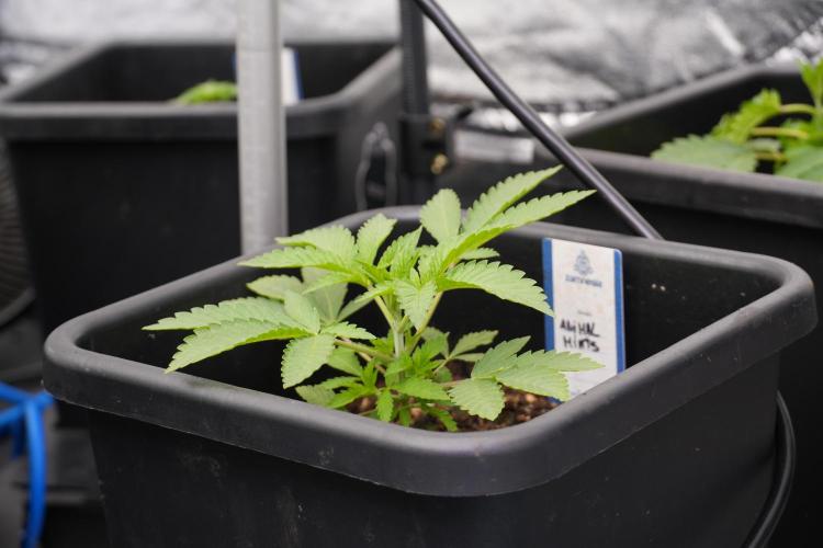 Animal Mints-Legends of the Frozen North. Week 2 - Timeline A