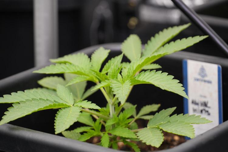 Animal Mints-Legends of the Frozen North. Week 2 - Timeline A