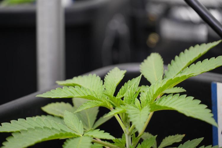 Animal Mints-Legends of the Frozen North. Week 2 - Timeline A