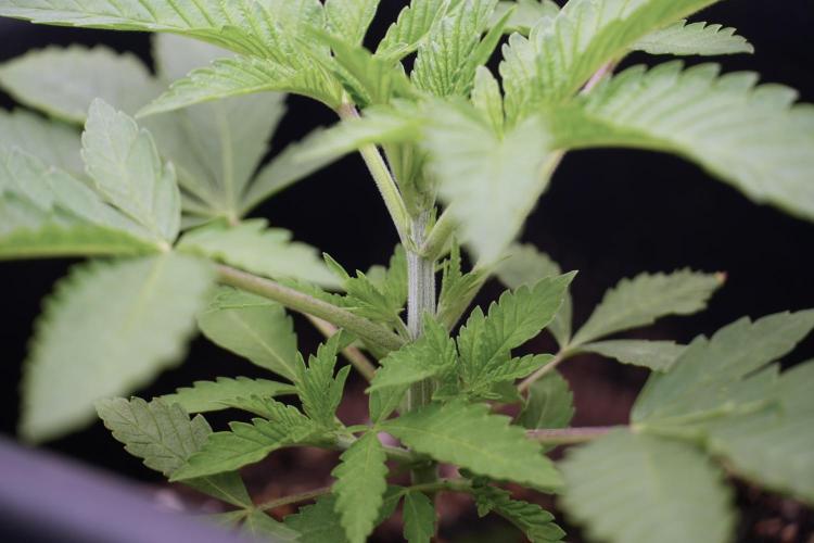 Animal Mints-Legends of the Frozen North. Week 2 - Timeline A