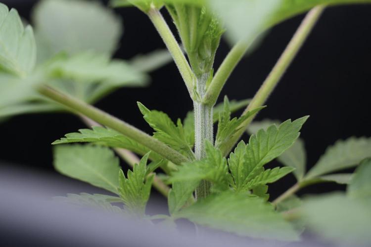 Animal Mints-Legends of the Frozen North. Week 2 - Timeline A