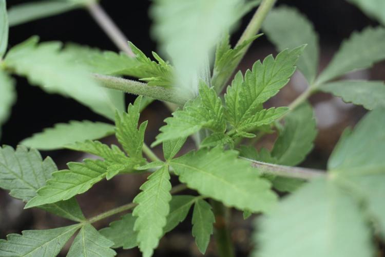 Animal Mints-Legends of the Frozen North. Week 2 - Timeline A