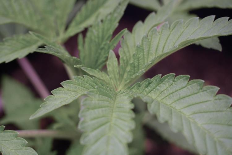 Animal Mints-Legends of the Frozen North. Week 2 - Timeline A