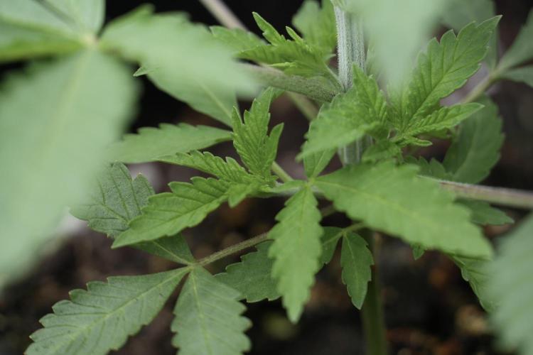 Animal Mints-Legends of the Frozen North. Week 2 - Timeline A