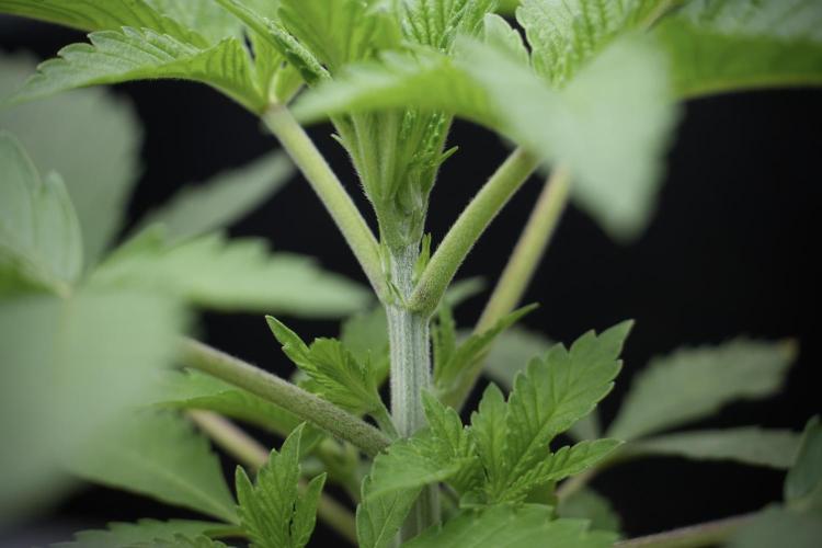 Animal Mints-Legends of the Frozen North. Week 2 - Timeline A