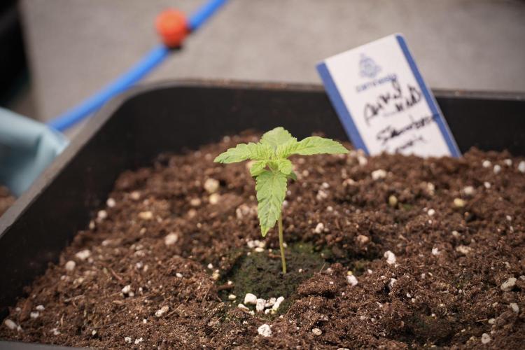 Animal Mints-Legends of the Frozen North. Week 2 - Timeline B