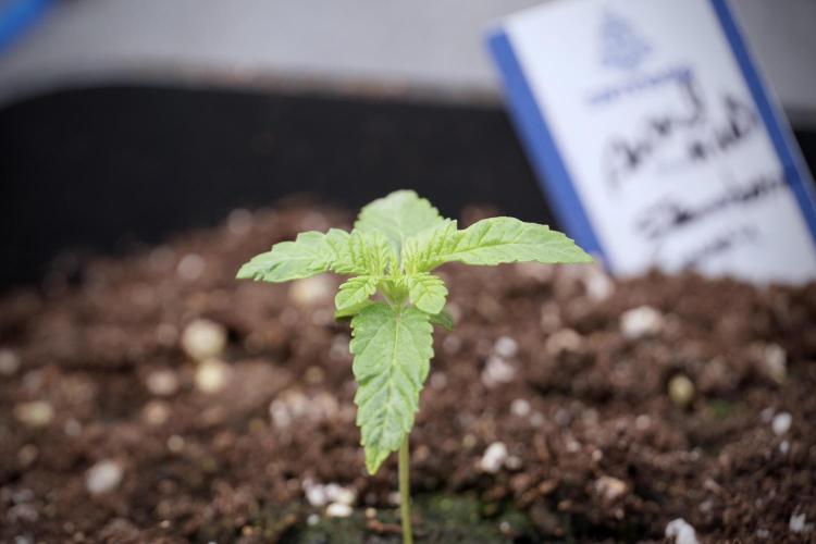 Animal Mints-Legends of the Frozen North. Week 2 - Timeline B