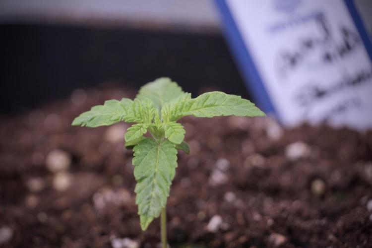 Animal Mints-Legends of the Frozen North. Week 2 - Timeline B