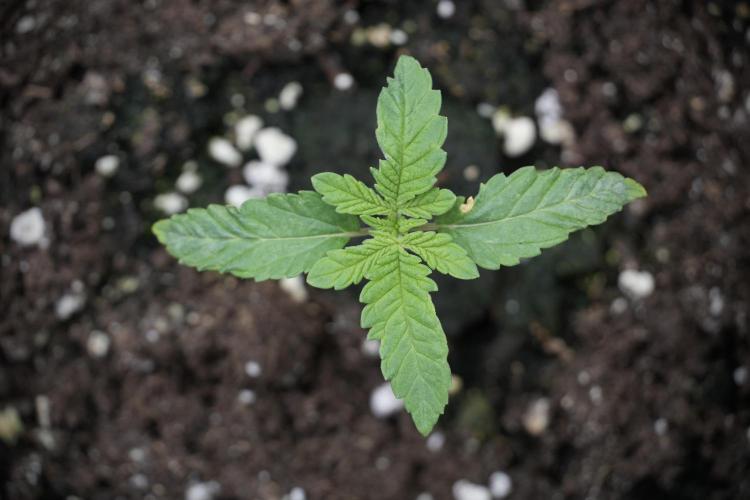 Animal Mints-Legends of the Frozen North. Week 2 - Timeline B