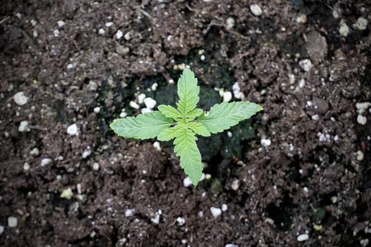 Animal Mints-Legends of the Frozen North. Week 2 - Timeline B