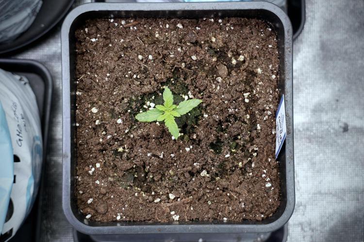 Animal Mints-Legends of the Frozen North. Week 2 - Timeline B