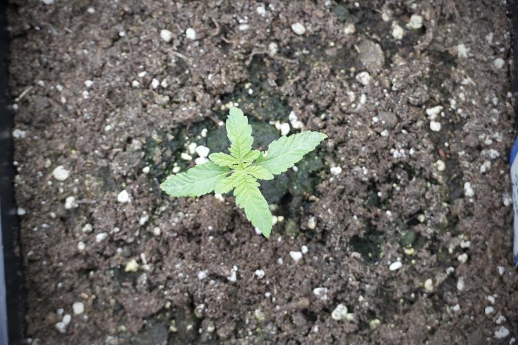 Animal Mints-Legends of the Frozen North. Week 2 - Timeline B