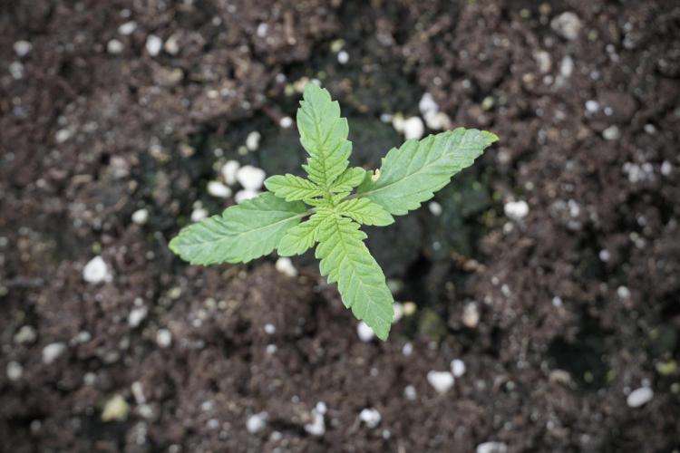 Animal Mints-Legends of the Frozen North. Week 2 - Timeline B