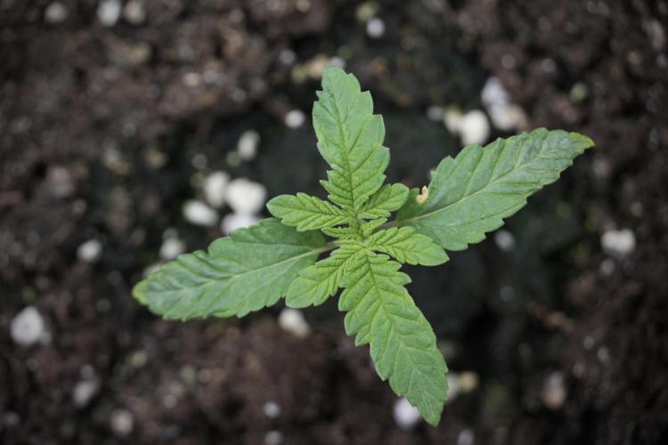 Animal Mints-Legends of the Frozen North. Week 2 - Timeline B