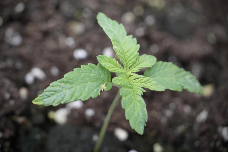 Animal Mints-Legends of the Frozen North. Week 2 - Timeline B