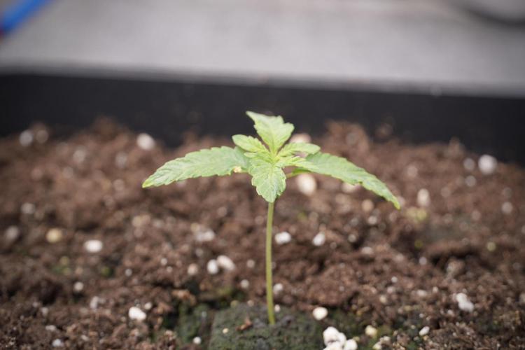 Animal Mints-Legends of the Frozen North. Week 2 - Timeline B