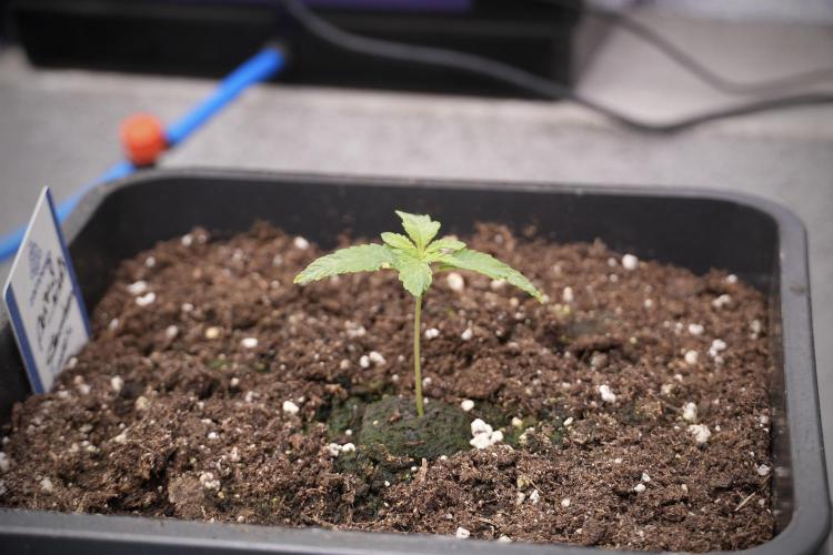 Animal Mints-Legends of the Frozen North. Week 2 - Timeline B