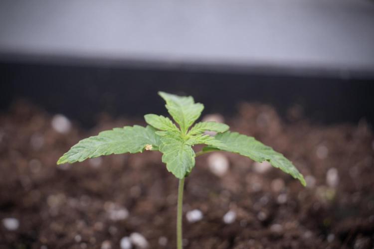 Animal Mints-Legends of the Frozen North. Week 2 - Timeline B