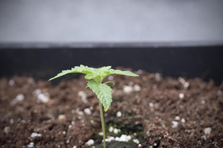 Animal Mints-Legends of the Frozen North. Week 2 - Timeline B